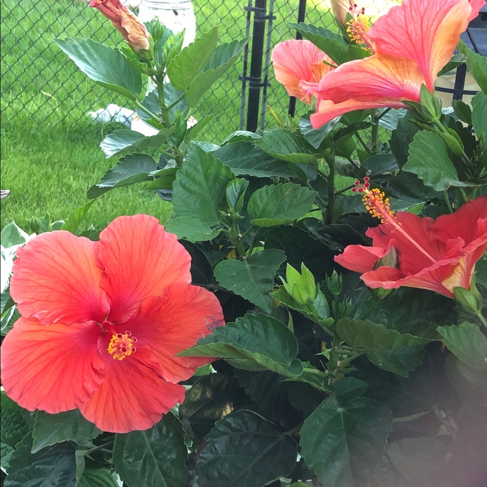 Meet your Posher, Kelli